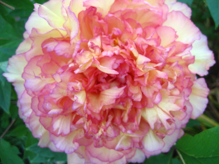 ���ƒ�̉ԂƎČ��E��