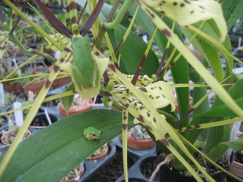 ���ƒ�̉ԂƎČ��E��