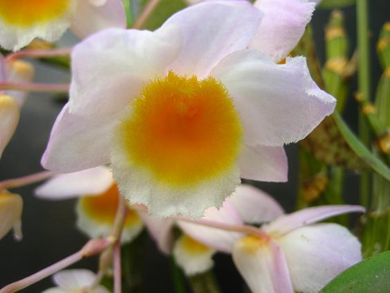 ���ƒ�̉ԂƎČ��E��