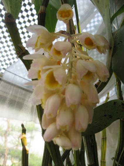 ���ƒ�̉ԂƎČ��E��