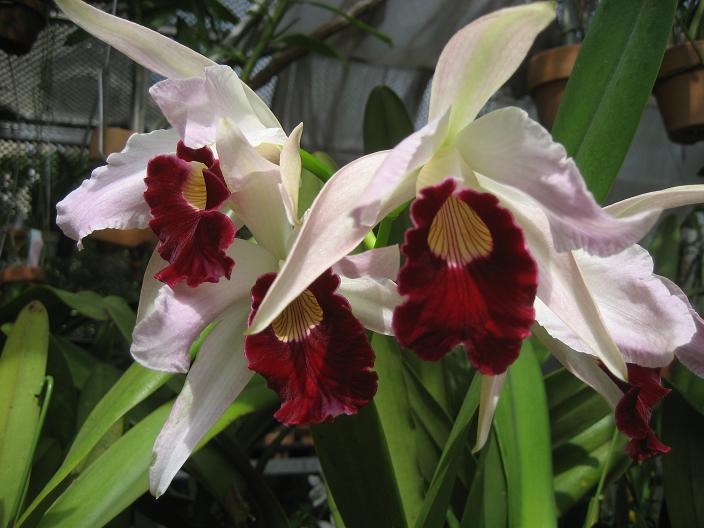 ���ƒ�̉ԂƎČ��E��