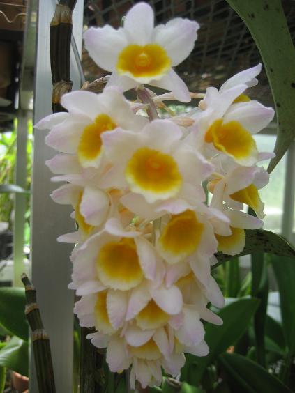 ���ƒ�̉ԂƎČ��E��