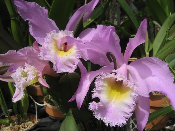 ���ƒ�̉ԂƎČ��E��