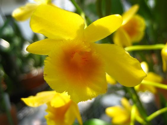 ���ƒ�̉ԂƎČ��E��