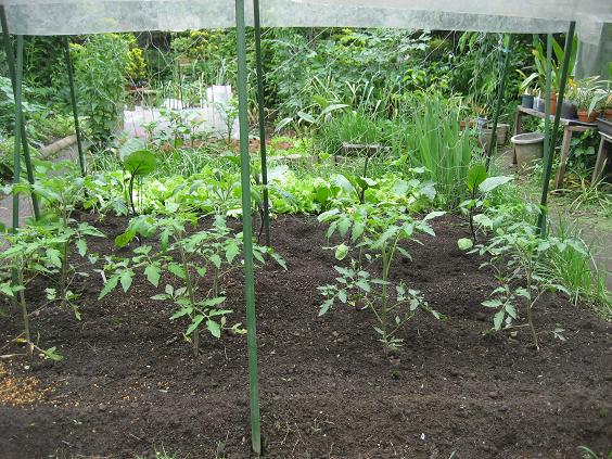 ���ƒ�̉ԂƎČ��E��