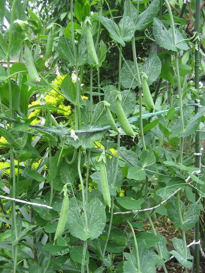 ���ƒ�̉ԂƎČ��E��