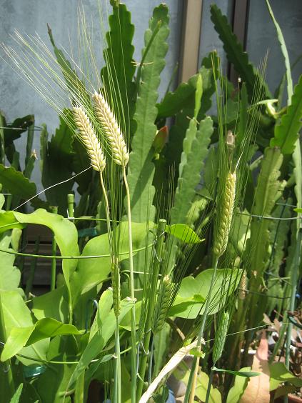 ���ƒ�̉ԂƎČ��E��