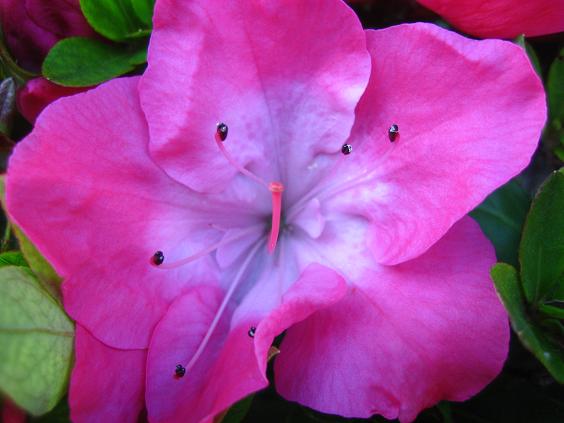 ���ƒ�̉ԂƎČ��E��