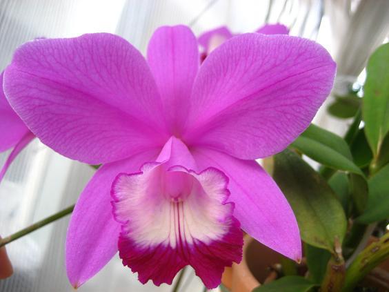 ���ƒ�̉ԂƎČ��E��