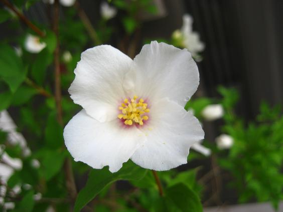 ���ƒ�̉ԂƎČ��E��