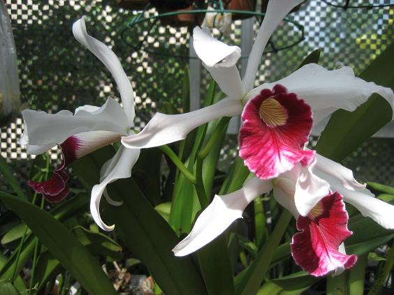 ���ƒ�̉ԂƎČ��E��