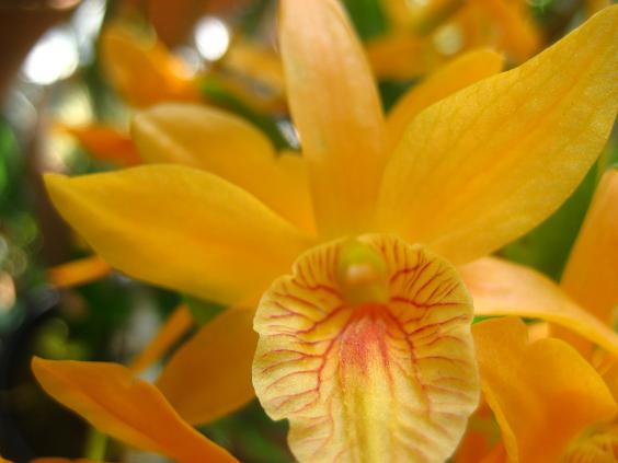 ���ƒ�̉ԂƎČ��E��