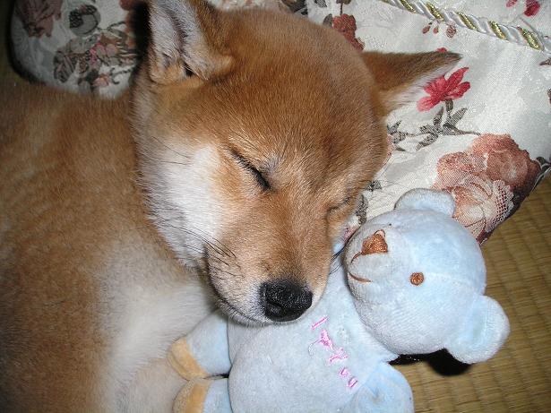 ���ƒ�̉ԂƎČ��E��