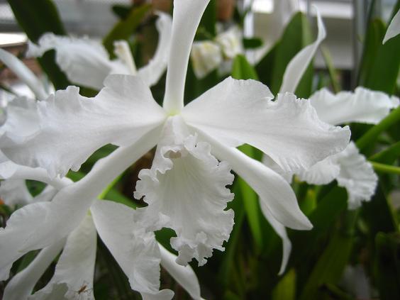 ���ƒ�̉ԂƎČ��E��