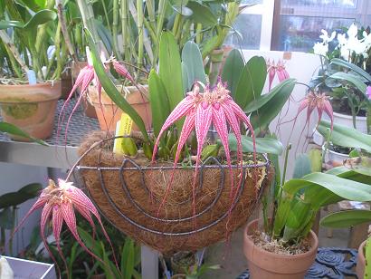 ���ƒ�̉ԂƎČ��E��