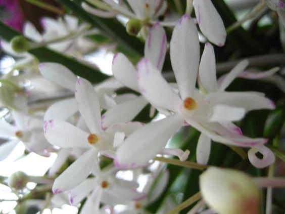 ���ƒ�̉ԂƎČ��E��