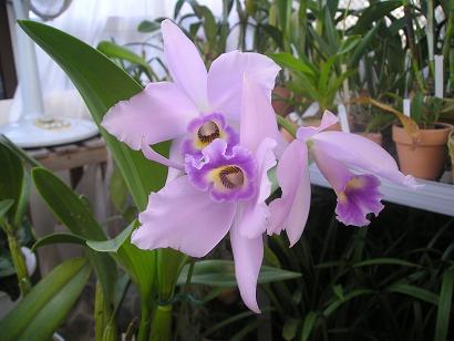 ���ƒ�̉ԂƎČ��E��