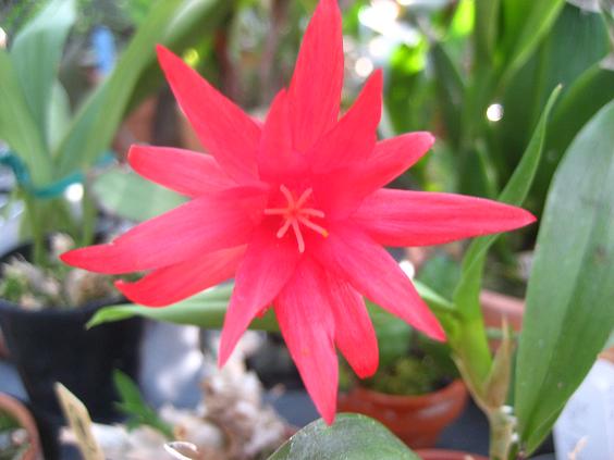 ���ƒ�̉ԂƎČ��E��