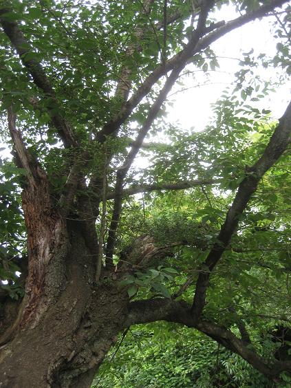 ���ƒ�̉ԂƎČ��E��