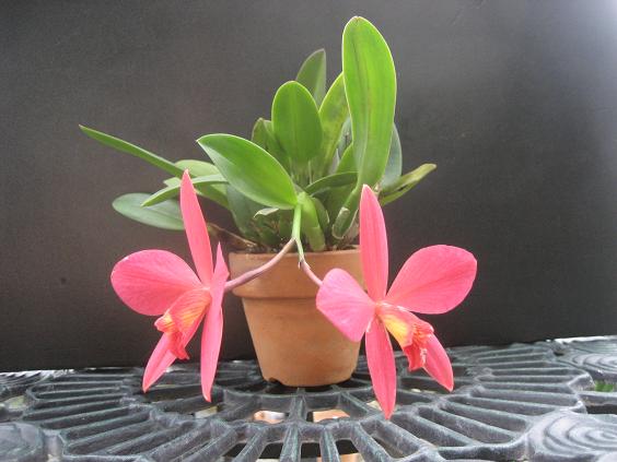 ���ƒ�̉ԂƎČ��E��