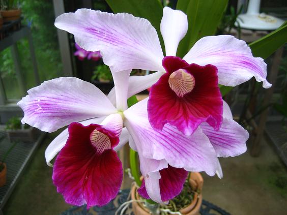 ���ƒ�̉ԂƎČ��E��