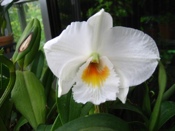 ���ƒ�̉ԂƎČ��E��