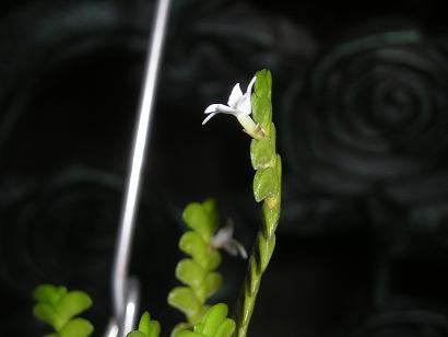 ���ƒ�̉ԂƎČ��E��