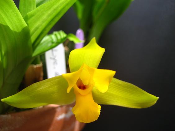 ���ƒ�̉ԂƎČ��E��