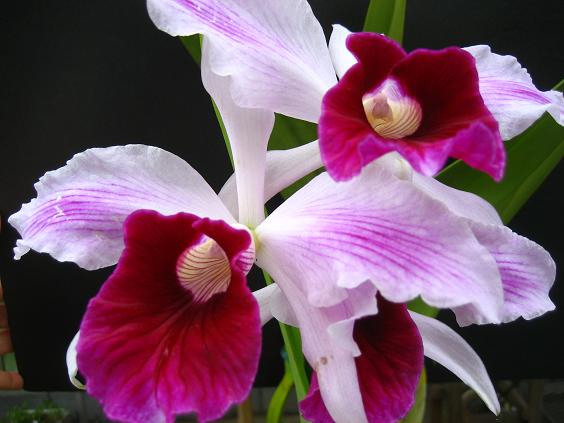 ���ƒ�̉ԂƎČ��E��