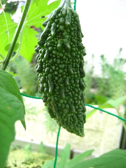 ���ƒ�̉ԂƎČ��E��