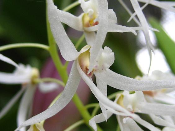 ���ƒ�̉ԂƎČ��E��