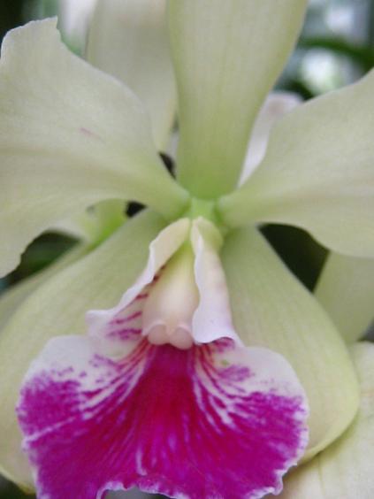 ���ƒ�̉ԂƎČ��E��