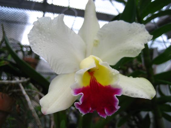 ���ƒ�̉ԂƎČ��E��