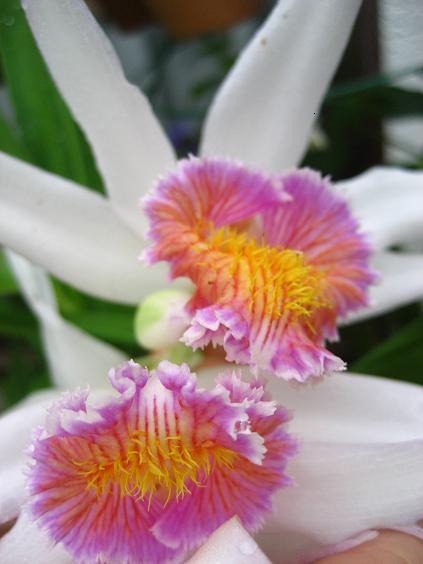 ���ƒ�̉ԂƎČ��E��