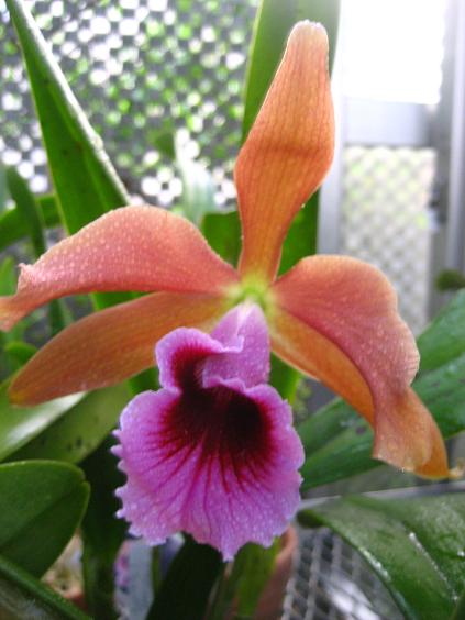 ���ƒ�̉ԂƎČ��E��