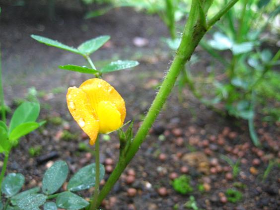 ���ƒ�̉ԂƎČ��E��