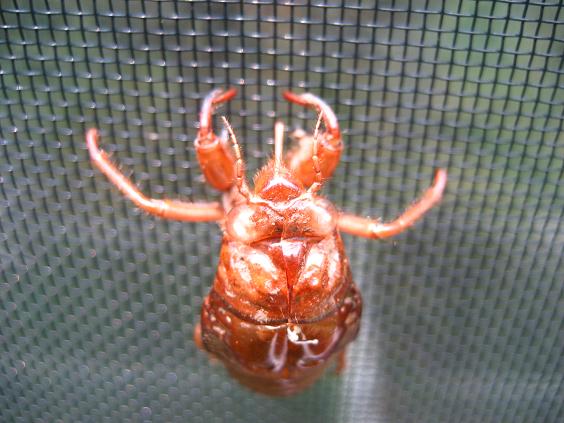 ���ƒ�̉ԂƎČ��E��