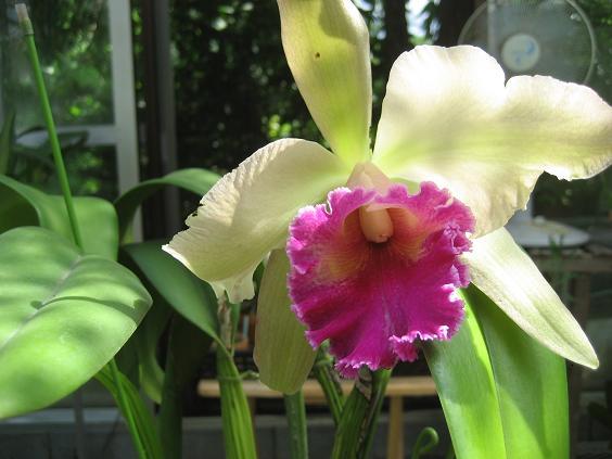 ���ƒ�̉ԂƎČ��E��