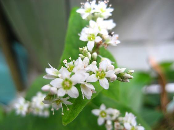 ���ƒ�̉ԂƎČ��E��