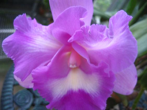 ���ƒ�̉ԂƎČ��E��