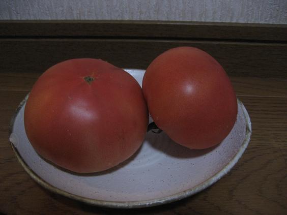 ���ƒ�̉ԂƎČ��E��