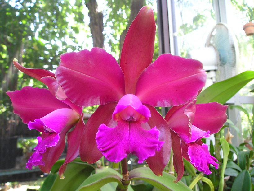 ���ƒ�̉ԂƎČ��E��