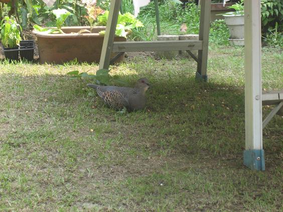 ���ƒ�̉ԂƎČ��E��