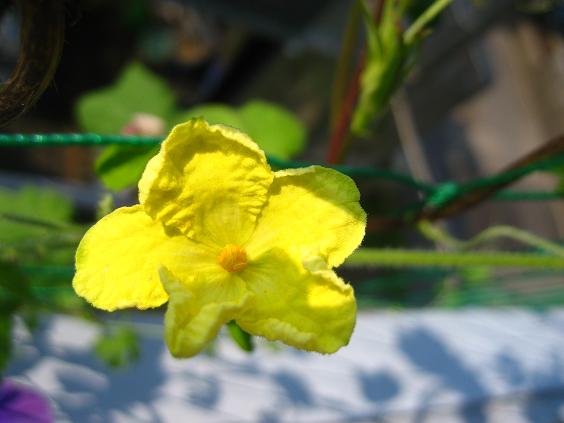 ���ƒ�̉ԂƎČ��E��