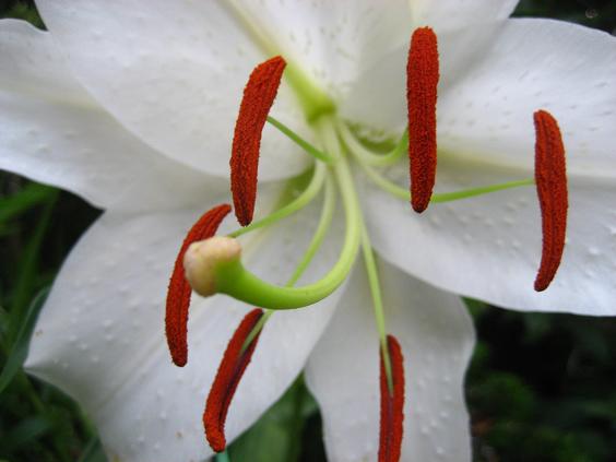 ���ƒ�̉ԂƎČ��E��