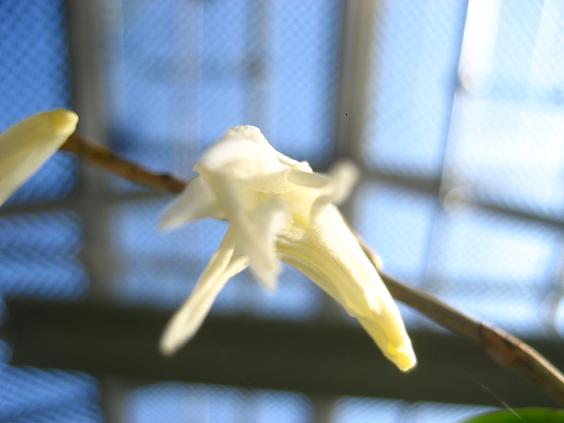 ���ƒ�̉ԂƎČ��E��