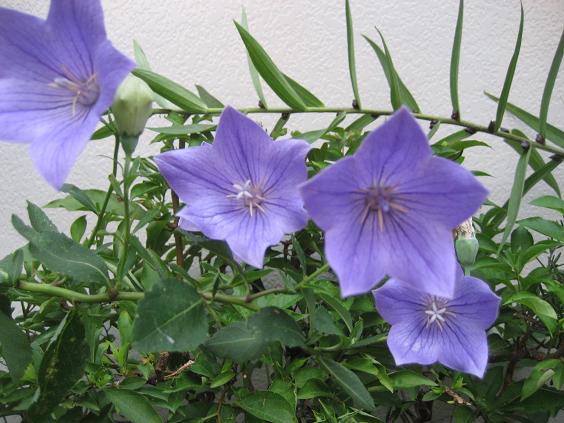 ���ƒ�̉ԂƎČ��E��