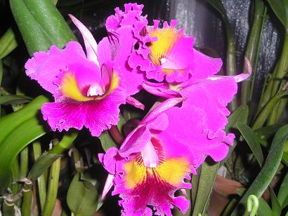 ���ƒ�̉ԂƎČ��E��