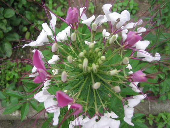 ���ƒ�̉ԂƎČ��E��