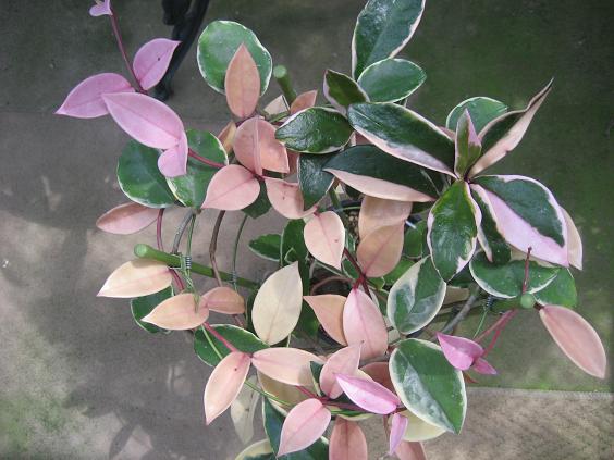 ���ƒ�̉ԂƎČ��E��